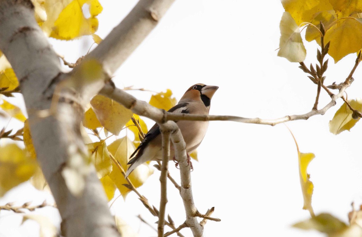 Hawfinch - ML646696885