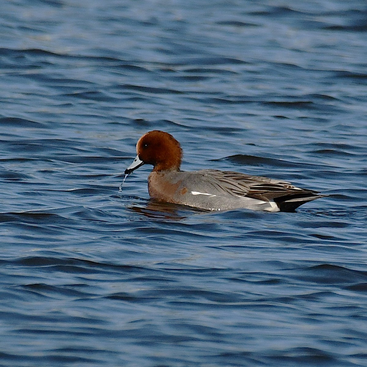 Eurasian Wigeon - ML646696886