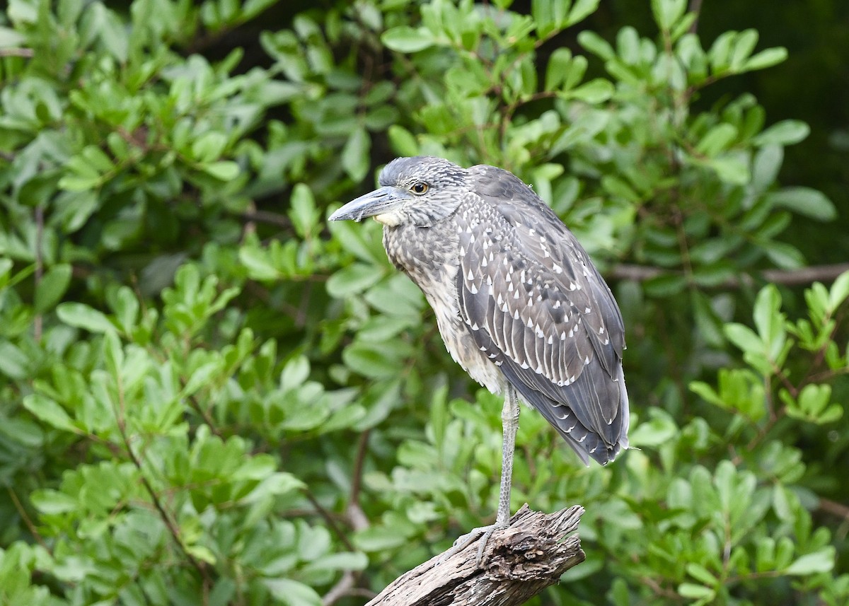 Yellow-crowned Night Heron - ML646696887