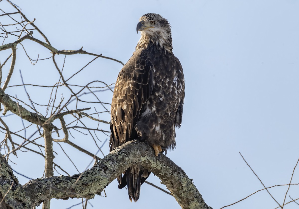 Bald Eagle - ML646696888