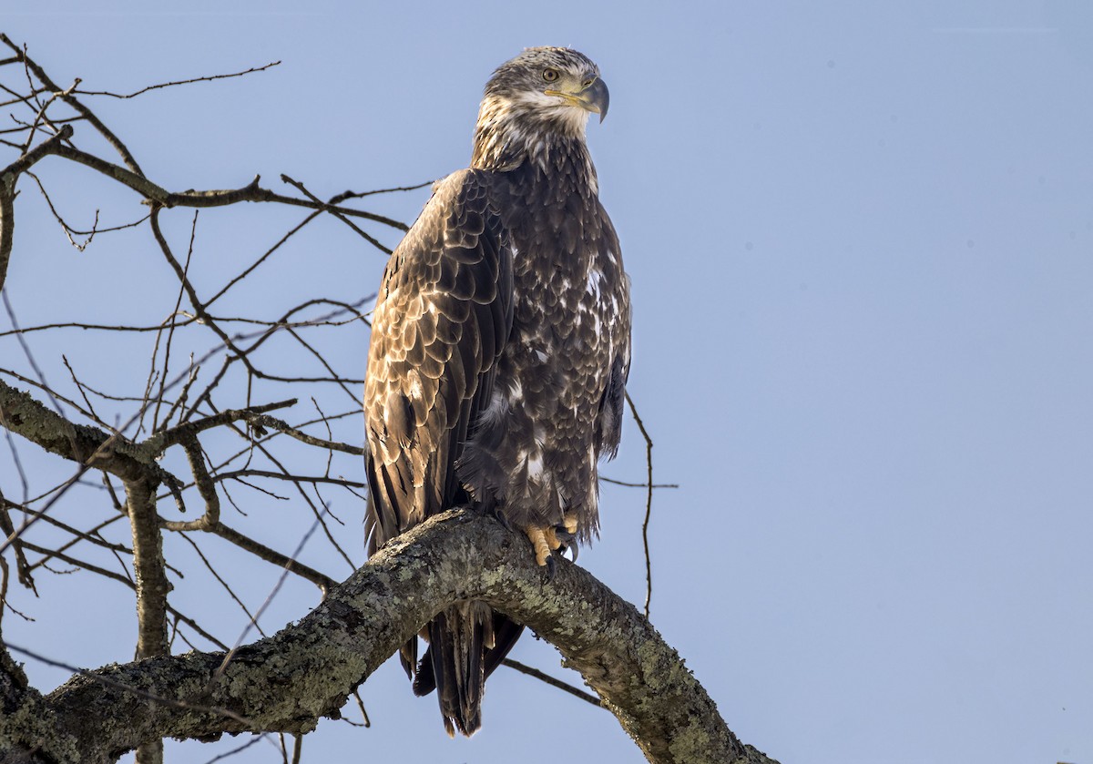 Bald Eagle - ML646696889