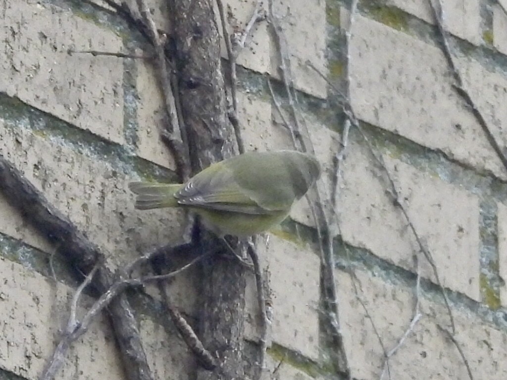 oransjekroneparula - ML646696890