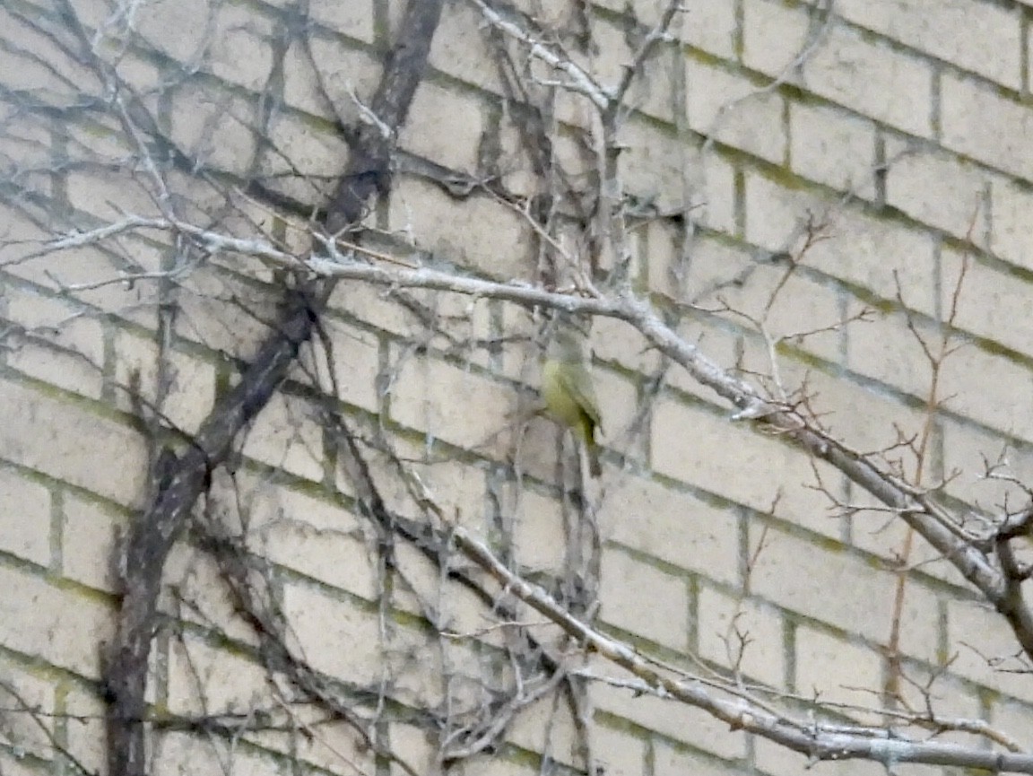 oransjekroneparula - ML646696891