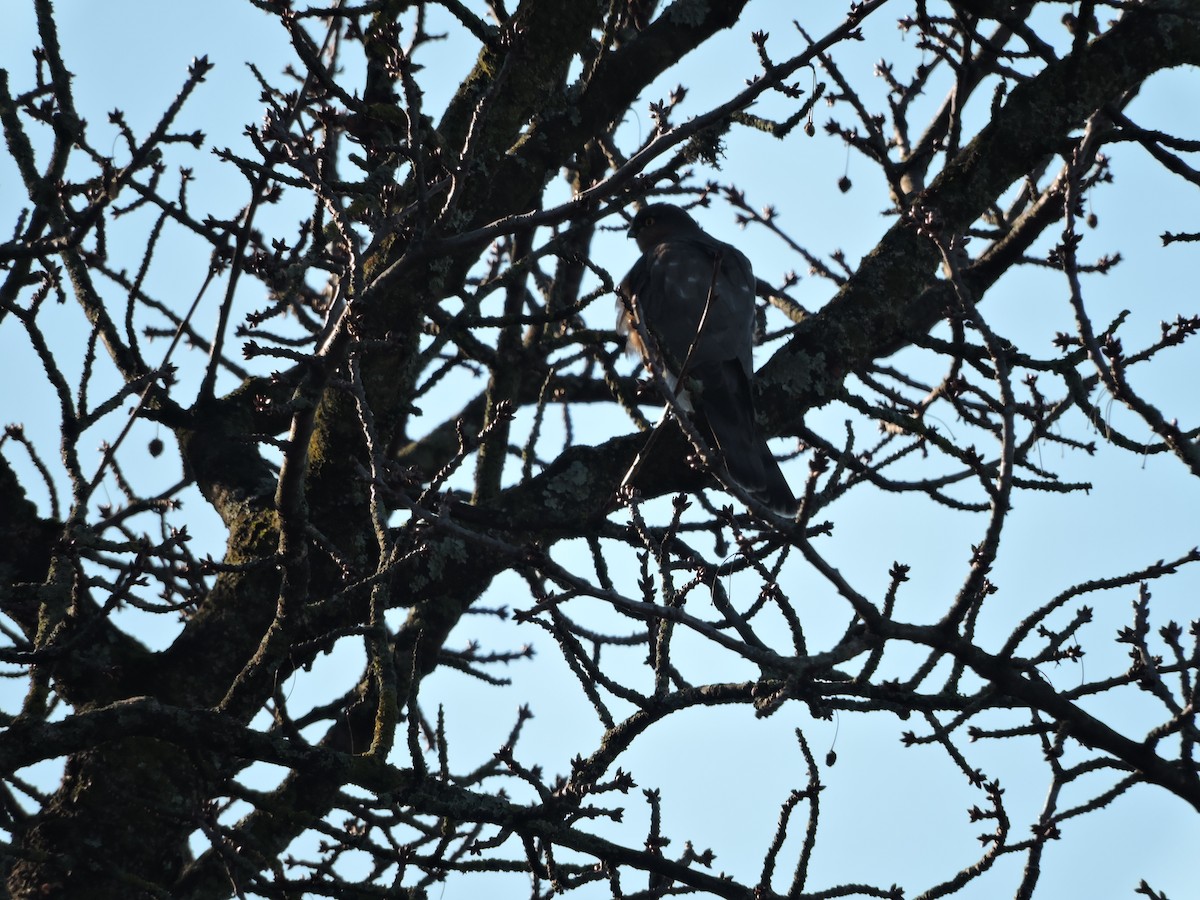 Gavilán Común - ML646696898