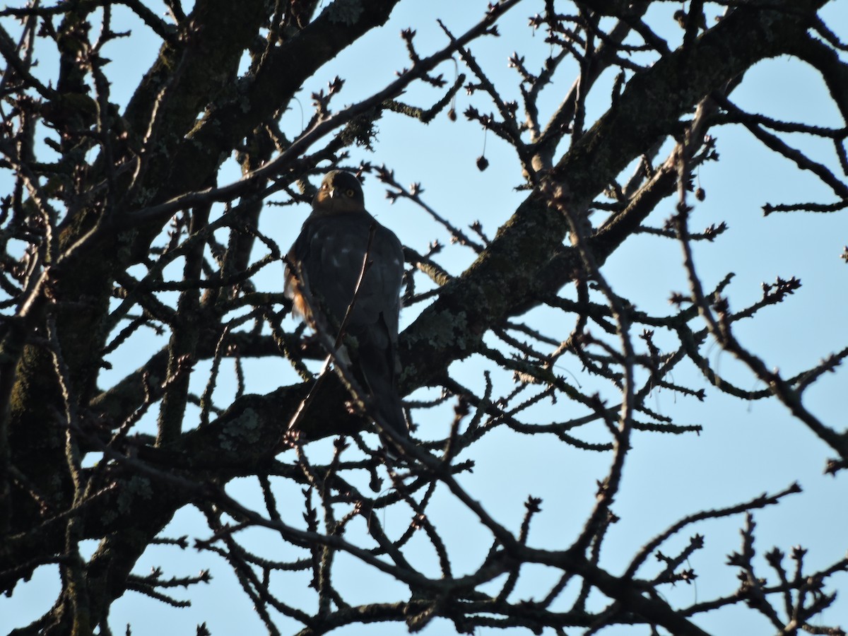 Gavilán Común - ML646696901