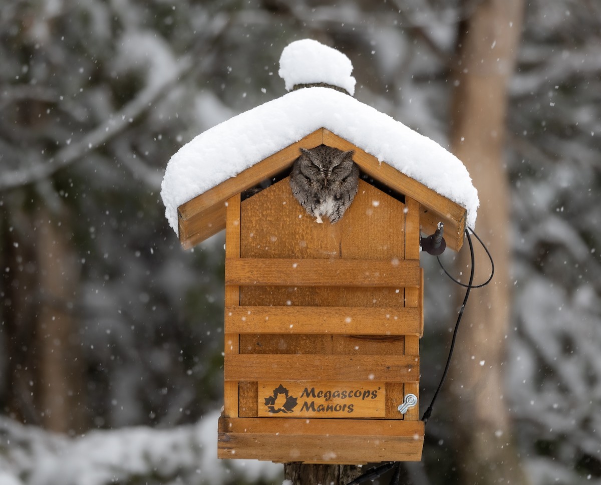 Eastern Screech-Owl - ML646696902