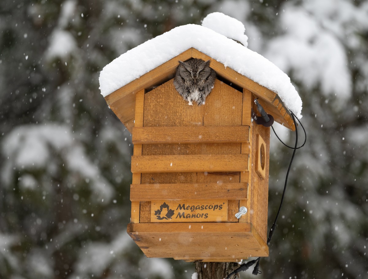 Eastern Screech-Owl - ML646696903