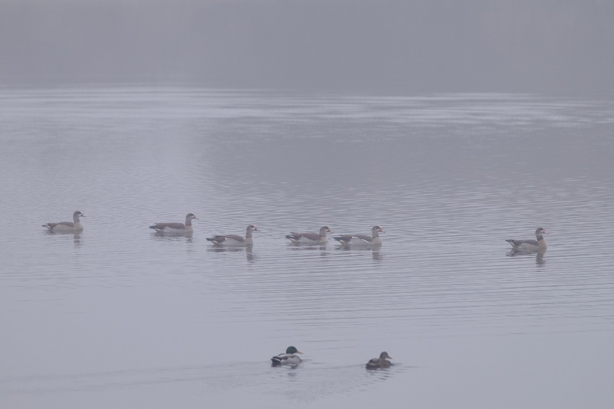 Oca egiziana - ML646696906