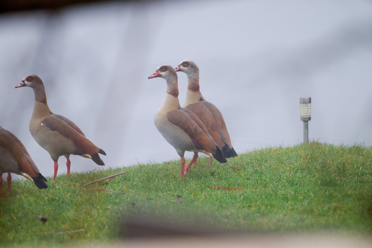 Oca egiziana - ML646696907