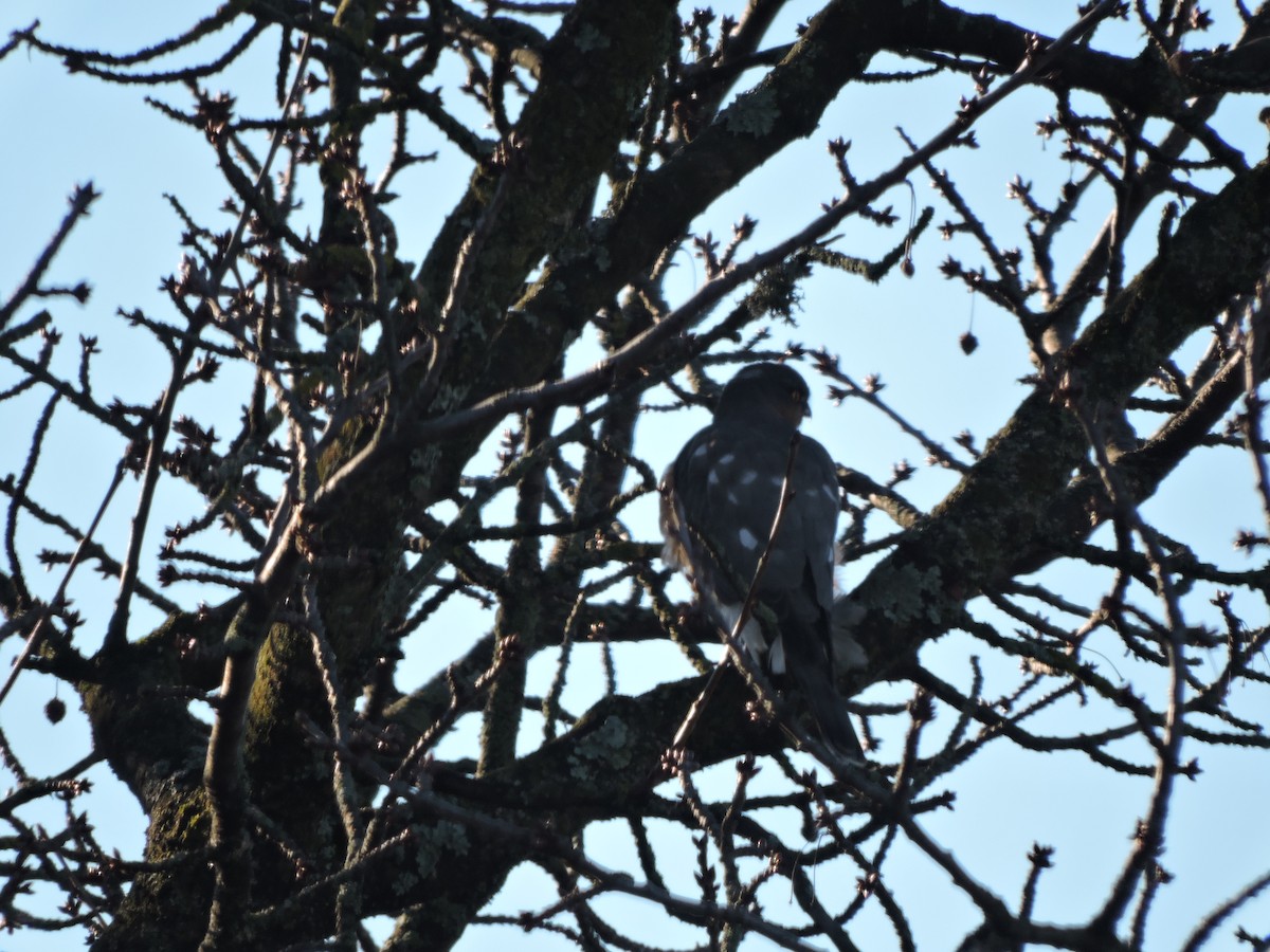 Gavilán Común - ML646696908