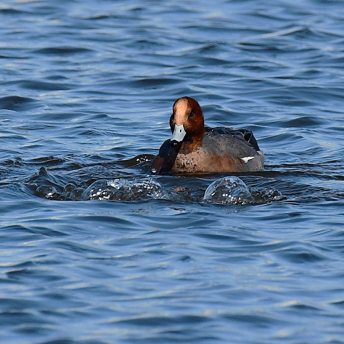 Eurasian Wigeon - ML646696909