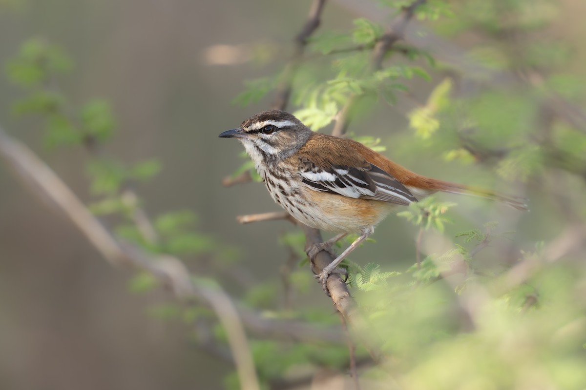 White-browed Scrub-Robin - ML646696911