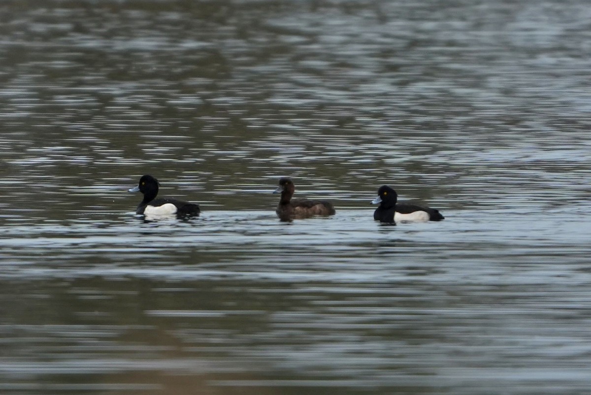 Tufted Duck - ML646696912