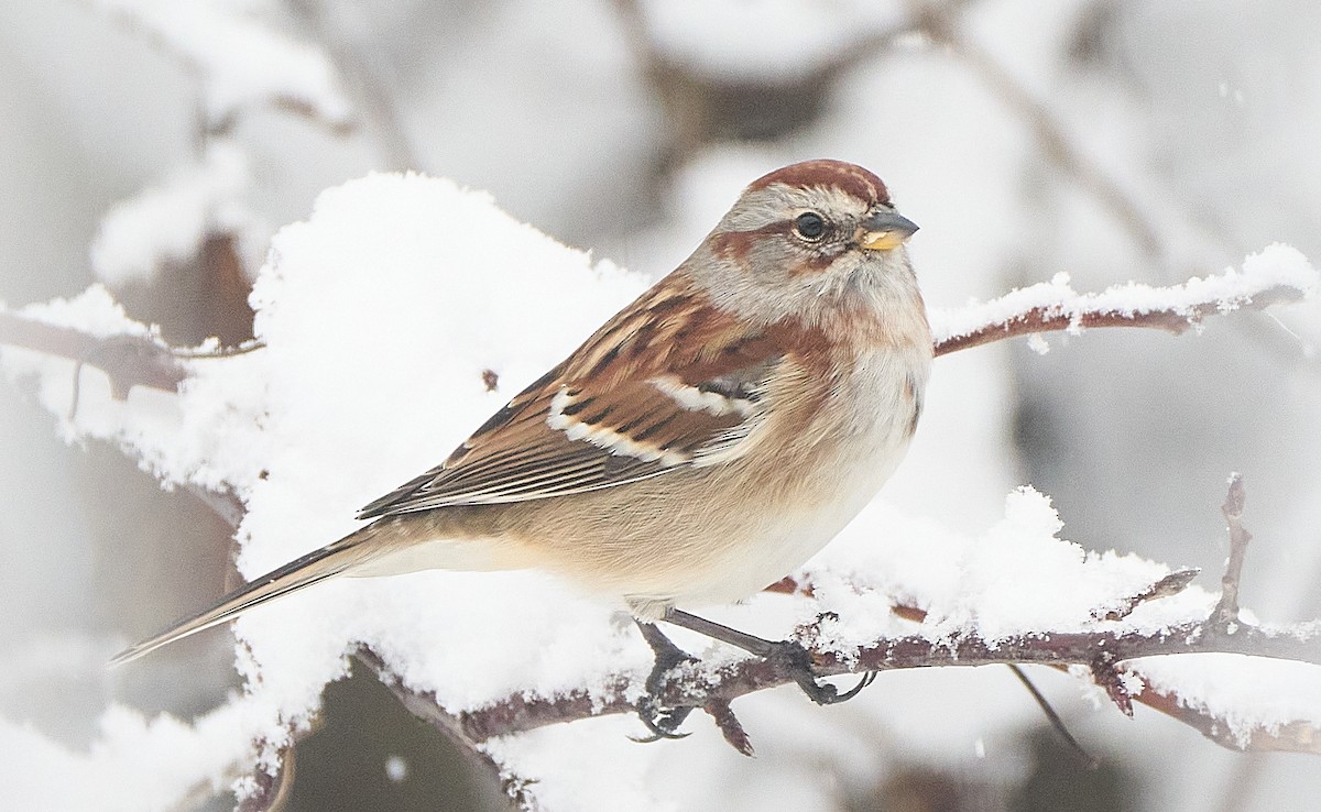 American Tree Sparrow - ML646696914