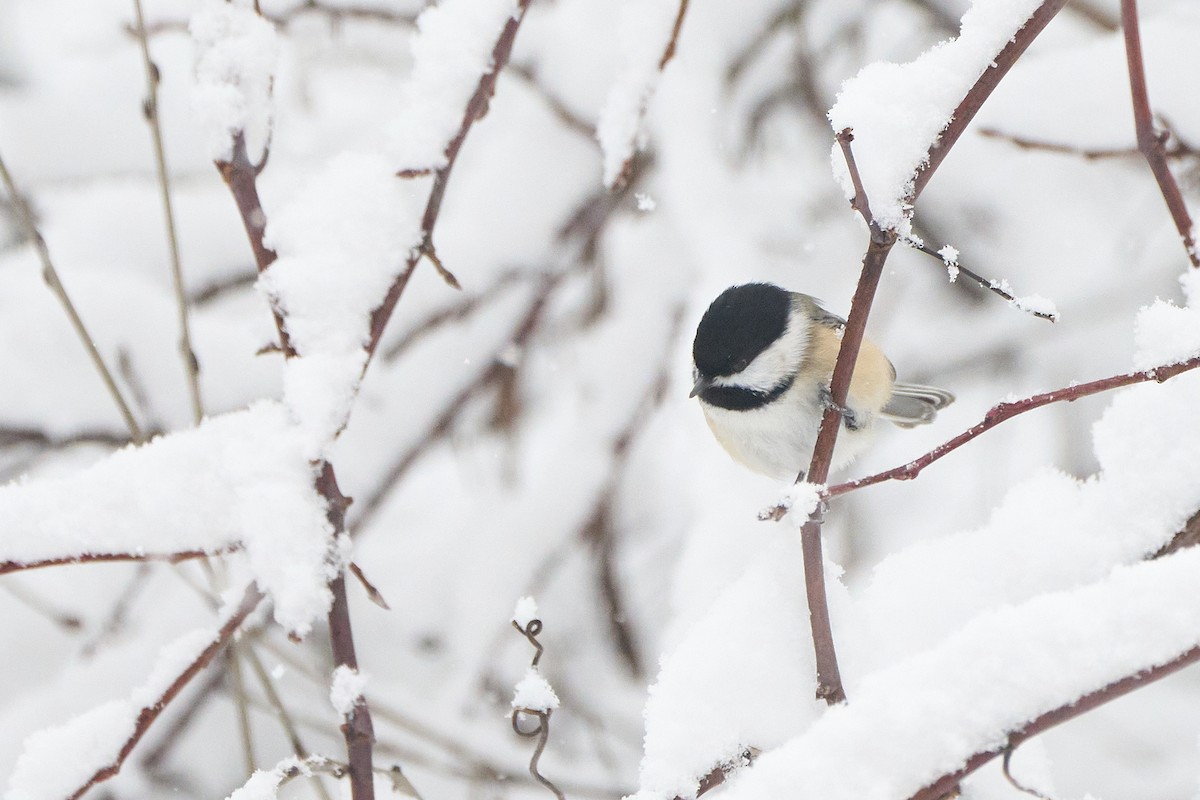 Black-capped Chickadee - ML646696915