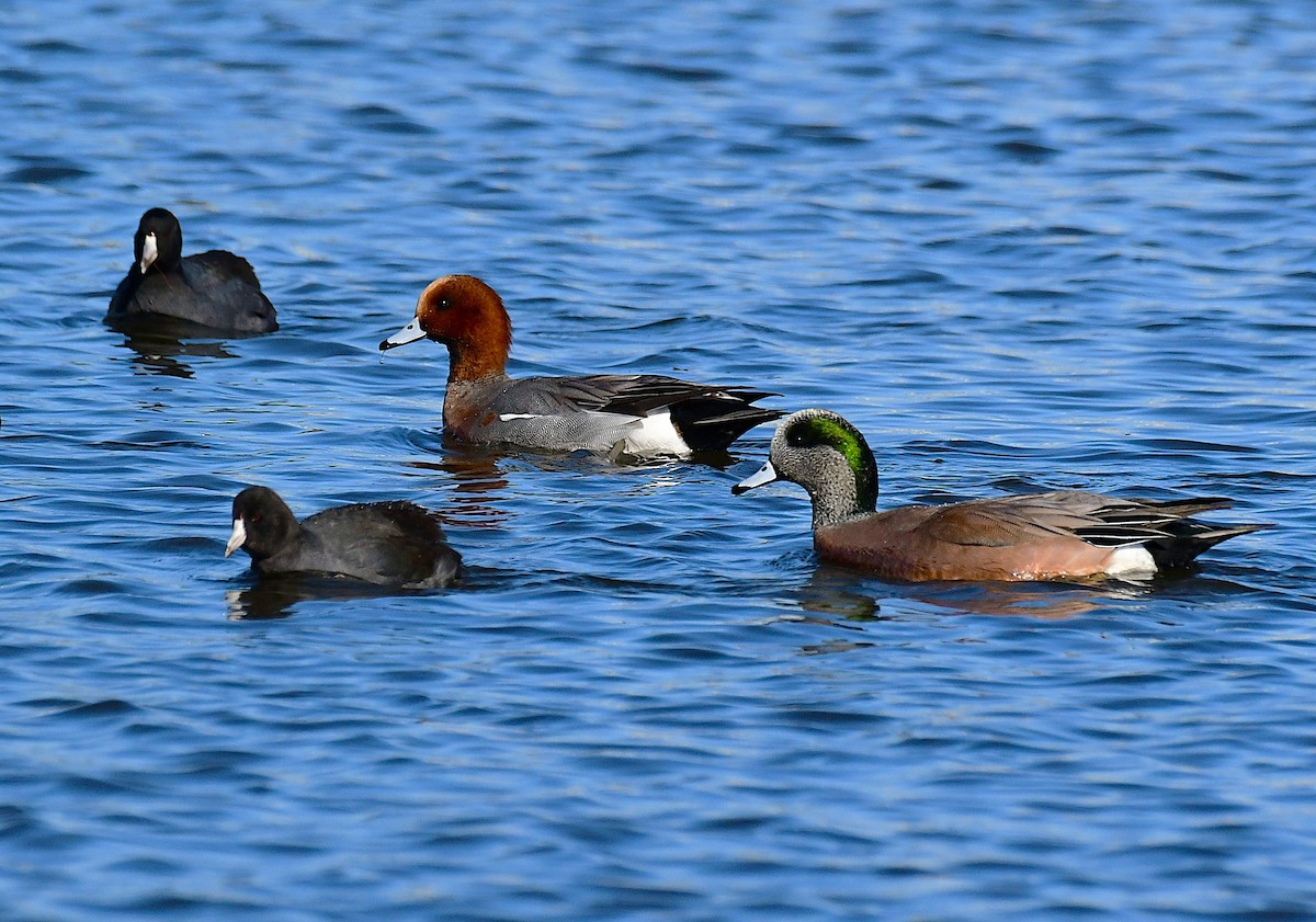 Eurasian Wigeon - ML646696916