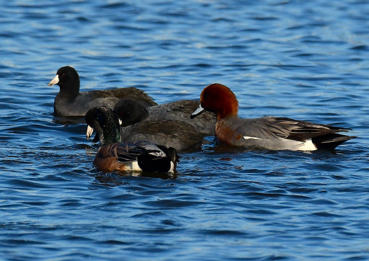 Eurasian Wigeon - ML646696919