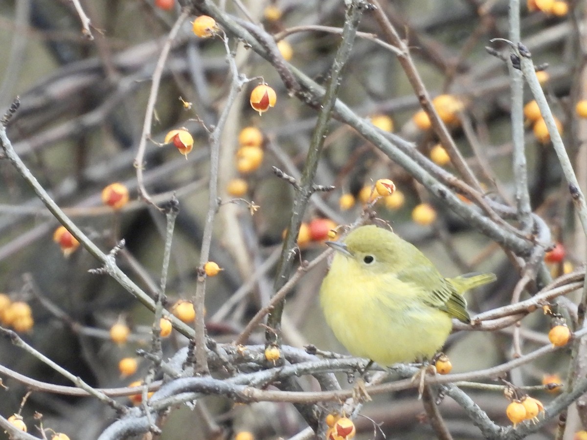 Northern Yellow Warbler - ML646696922
