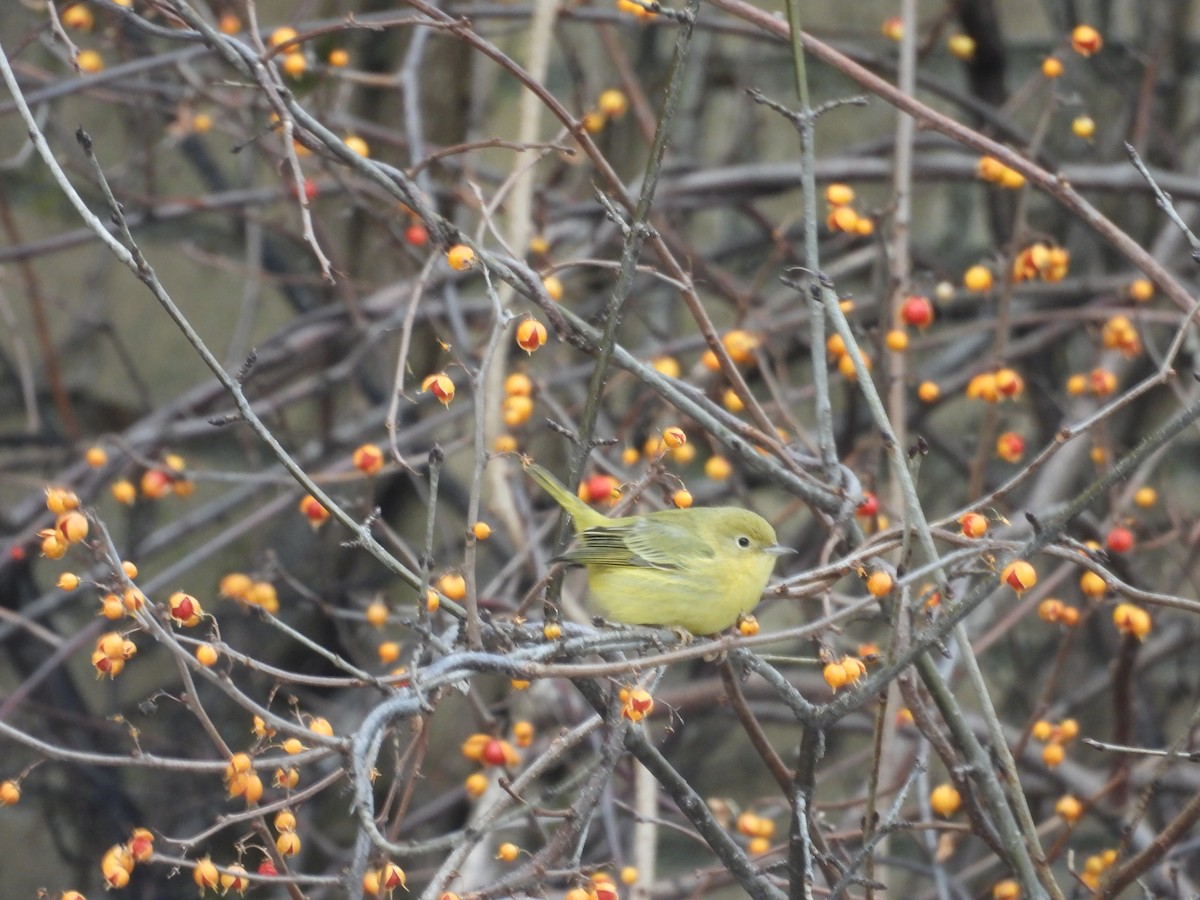 Northern Yellow Warbler - ML646696923