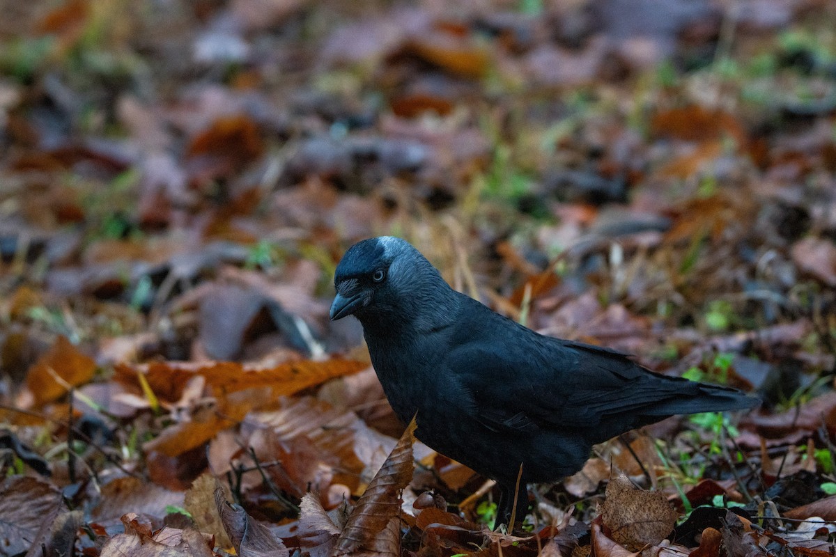 Eurasian Jackdaw - ML646696924