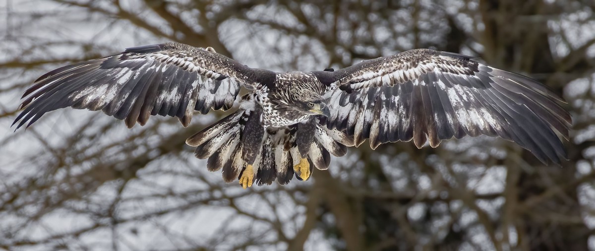 Weißkopf-Seeadler - ML646696925
