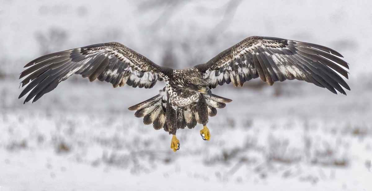 Weißkopf-Seeadler - ML646696926
