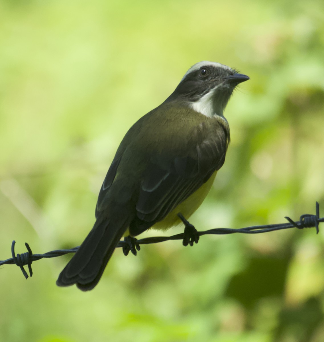 Social Flycatcher - ML646696940