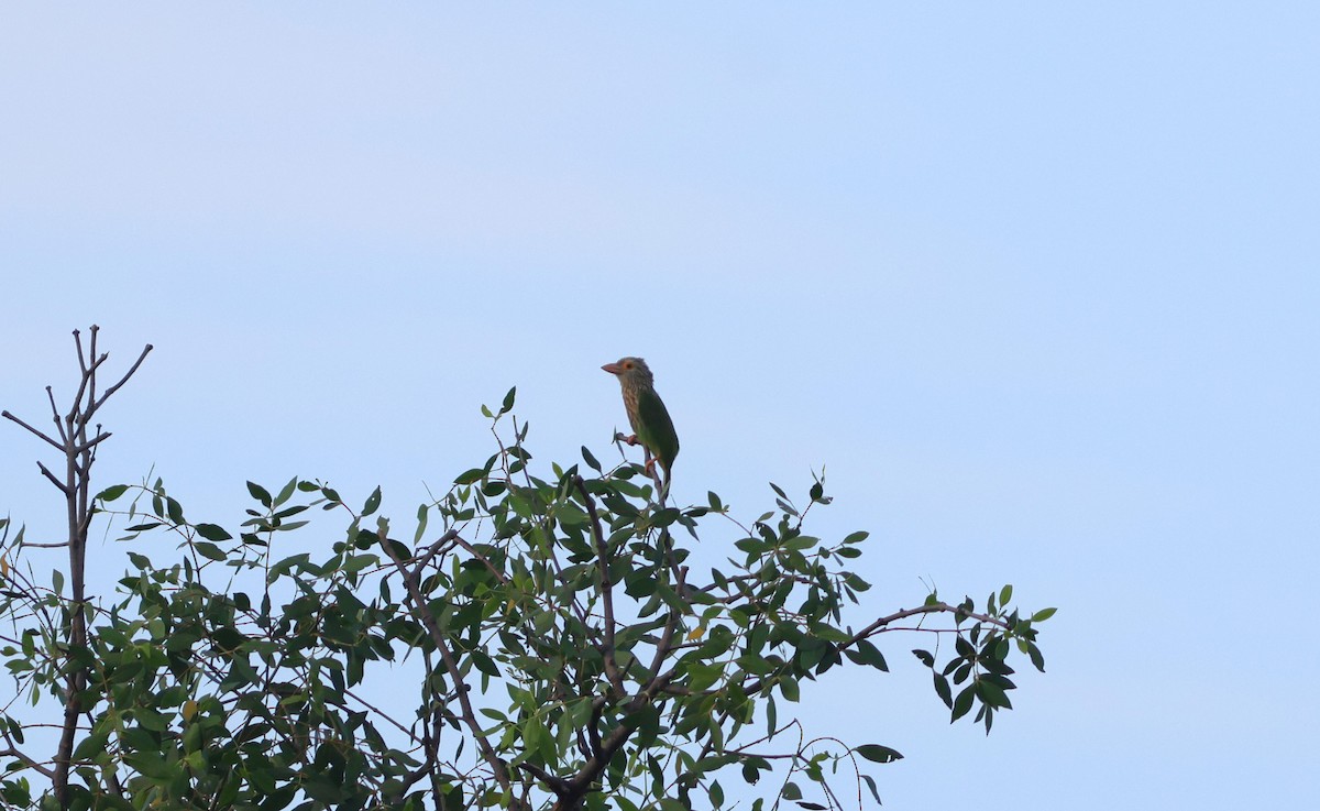 シロボシオオゴシキドリ - ML646696943