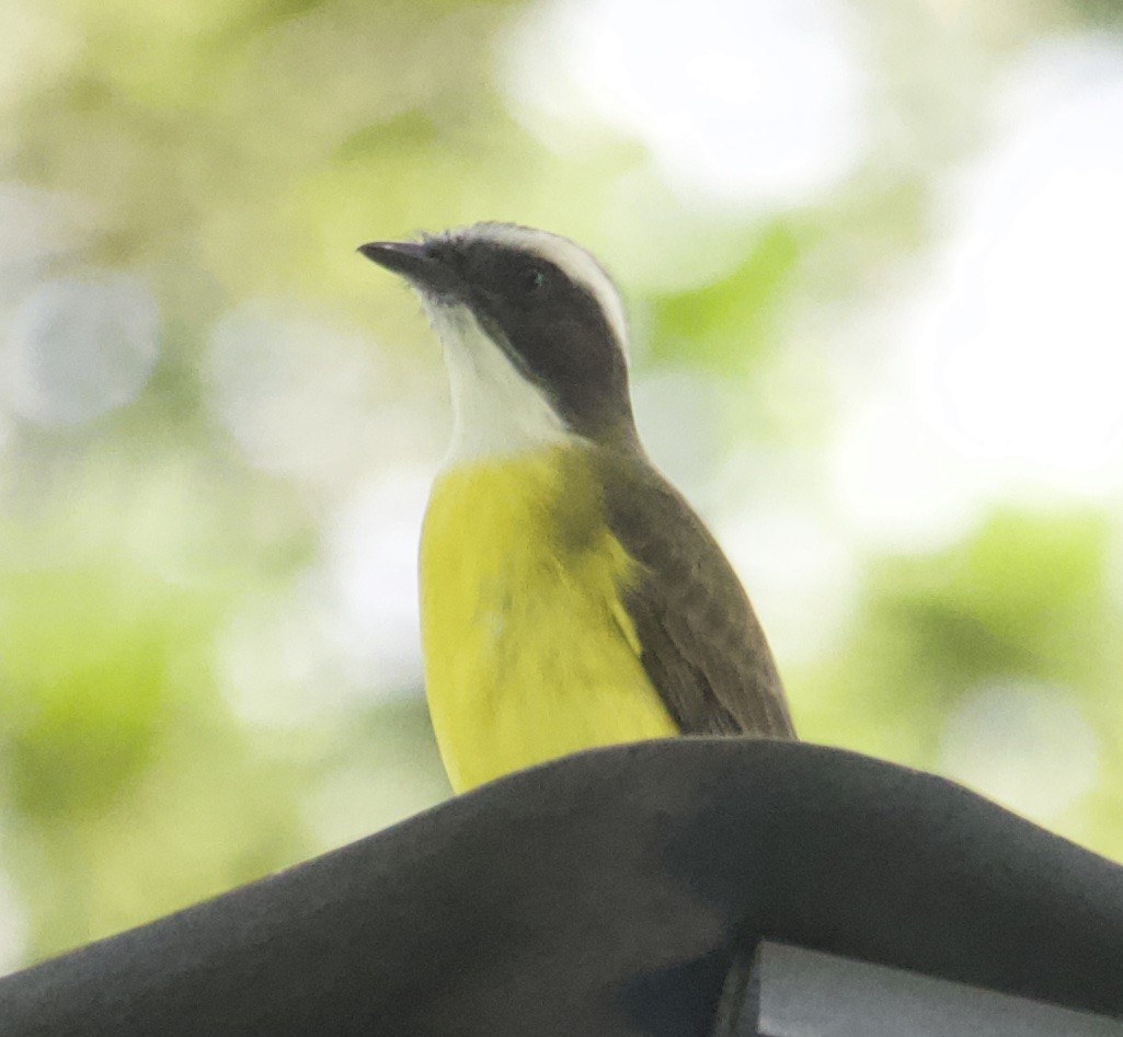 Social Flycatcher - ML646696944