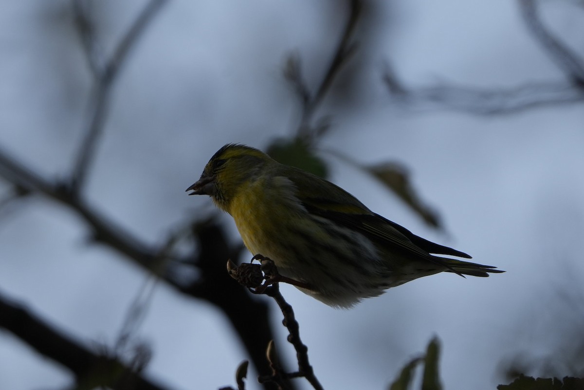 Jilguero Lúgano - ML646696947