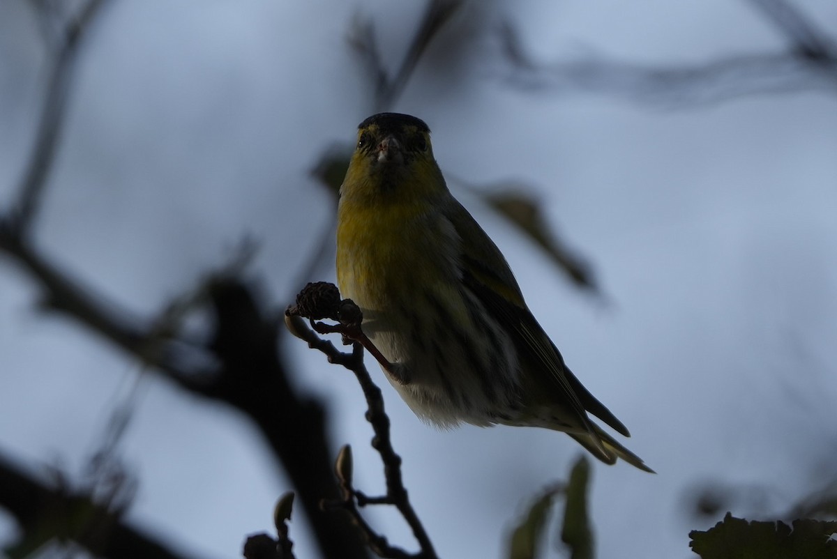 Jilguero Lúgano - ML646696949