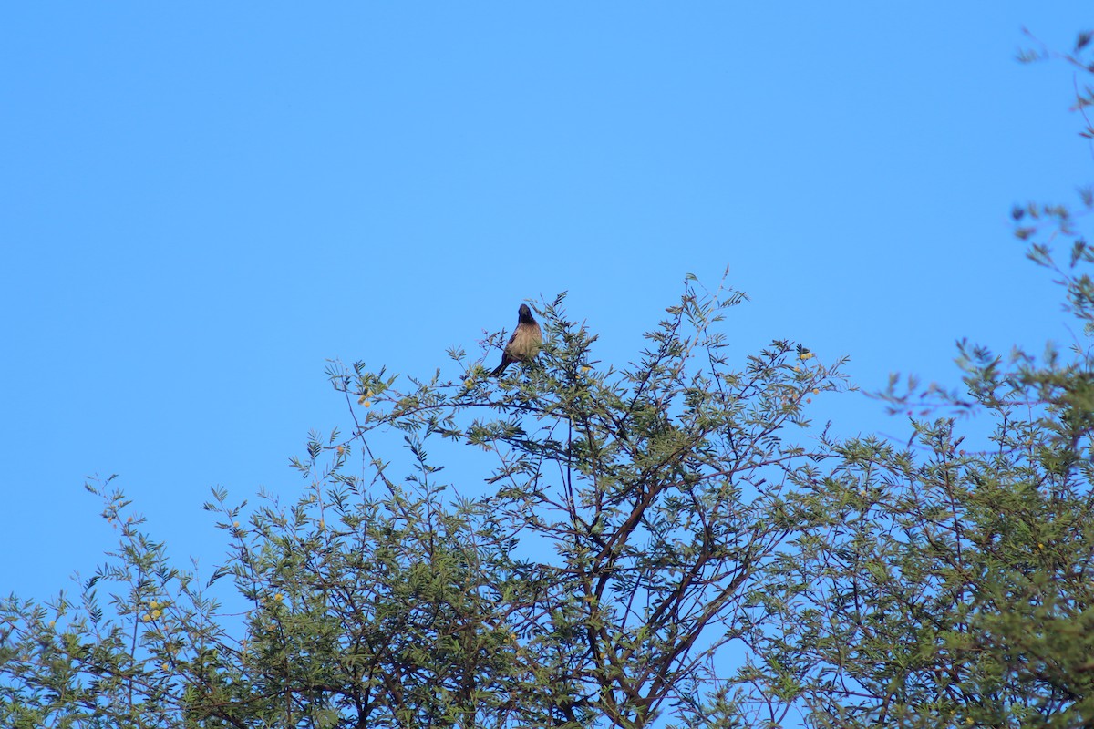 Red-vented Bulbul - ML646696952