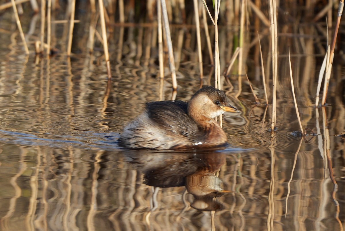 Zampullín Común - ML646696953