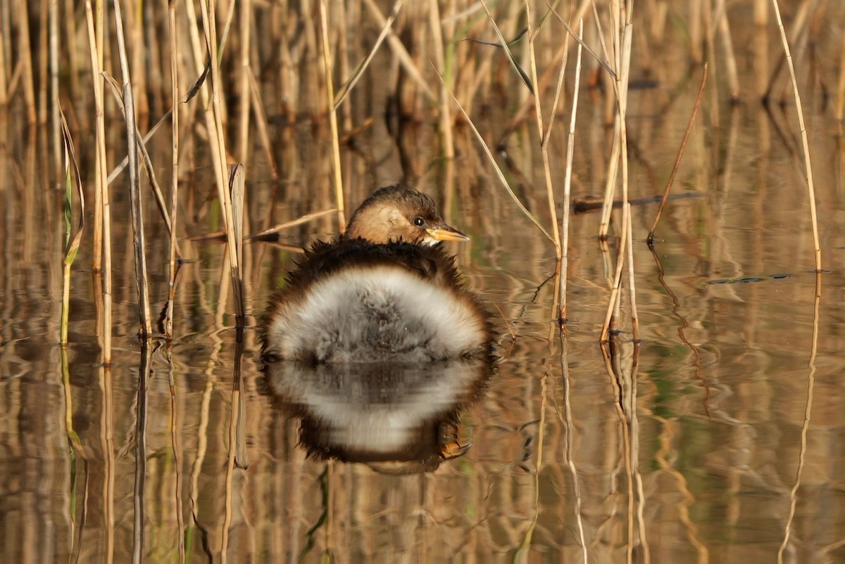 Zampullín Común - ML646696954