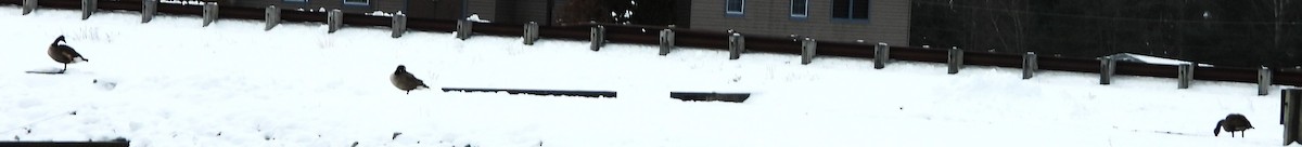 Canada Goose - ML646696957