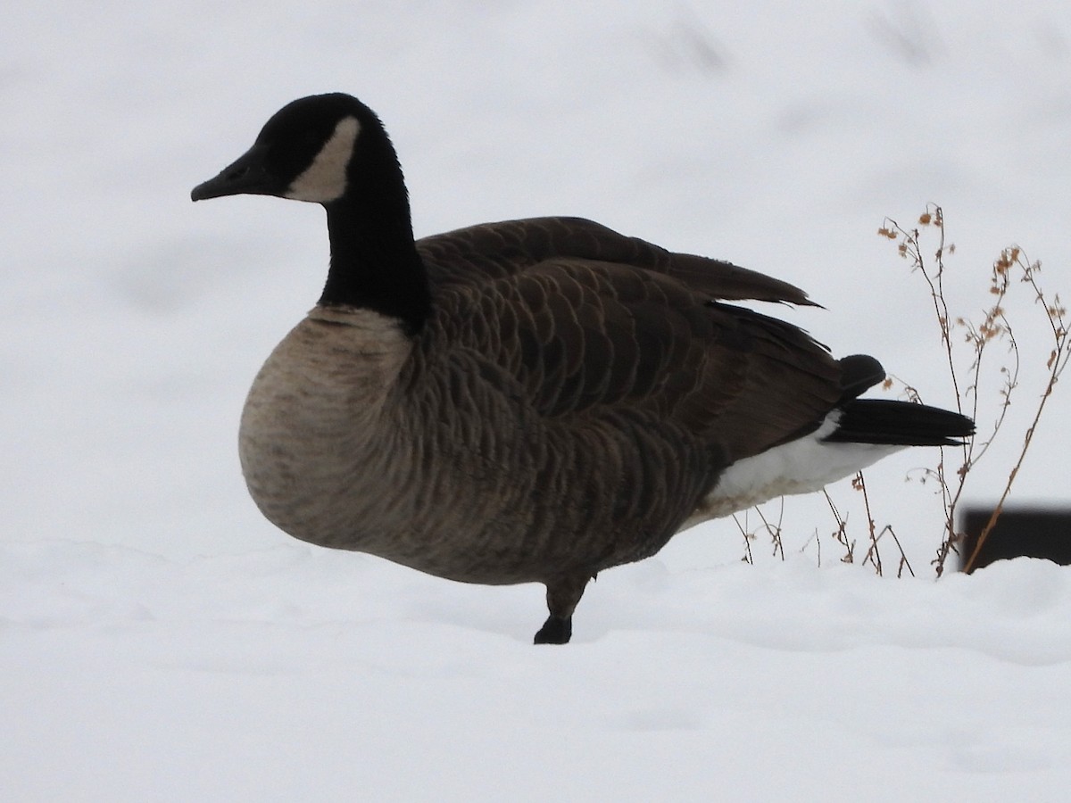 Canada Goose - ML646696958