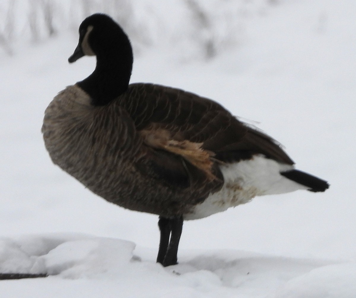 Canada Goose - ML646696959