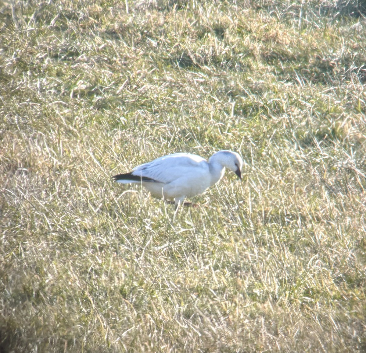 Ross's Goose - ML646696960