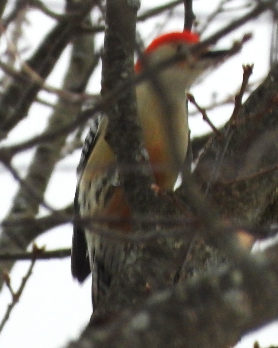 Red-bellied Woodpecker - ML646696961