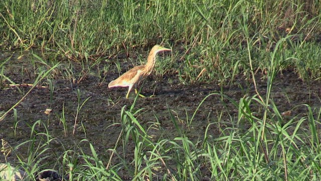 Squacco Heron - ML646696963