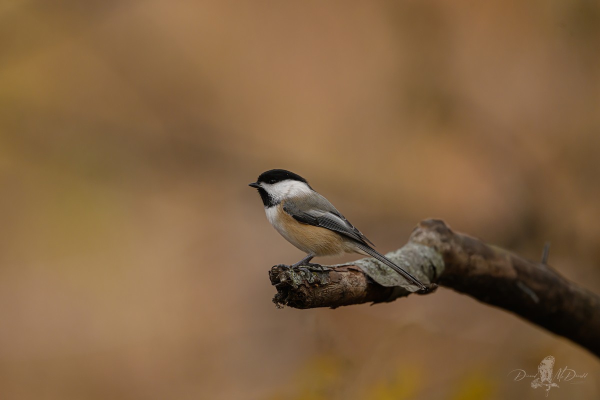 Black-capped Chickadee - ML646696964