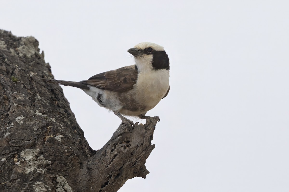 White-rumped Shrike - ML646696966