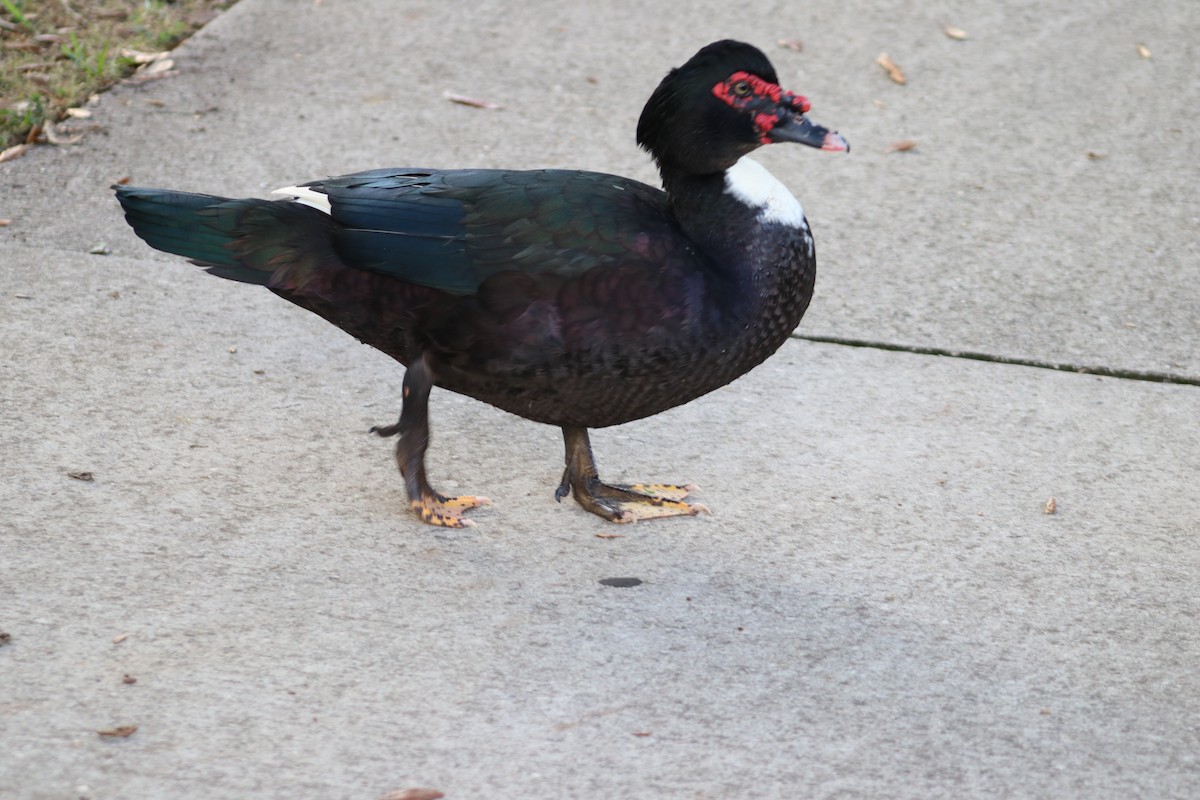 pižmovka americká (domestikovaná) - ML646696967