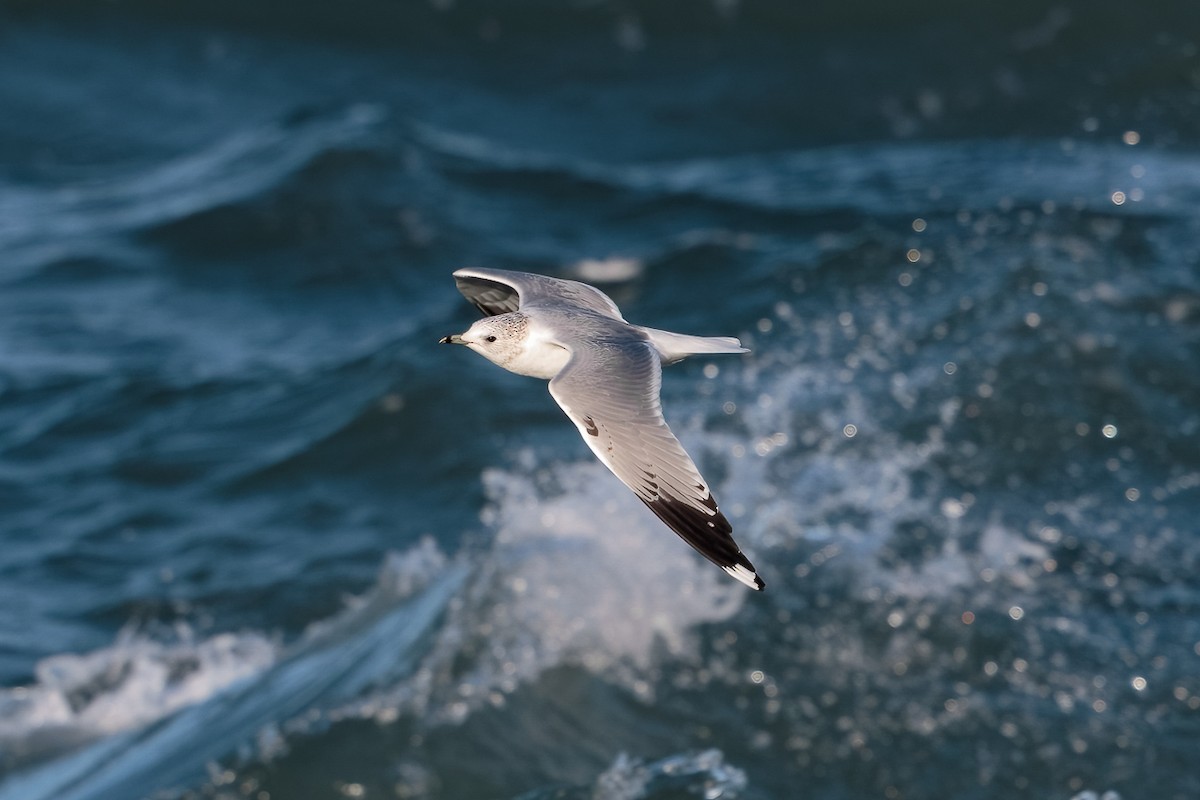 Common Gull - ML646696968