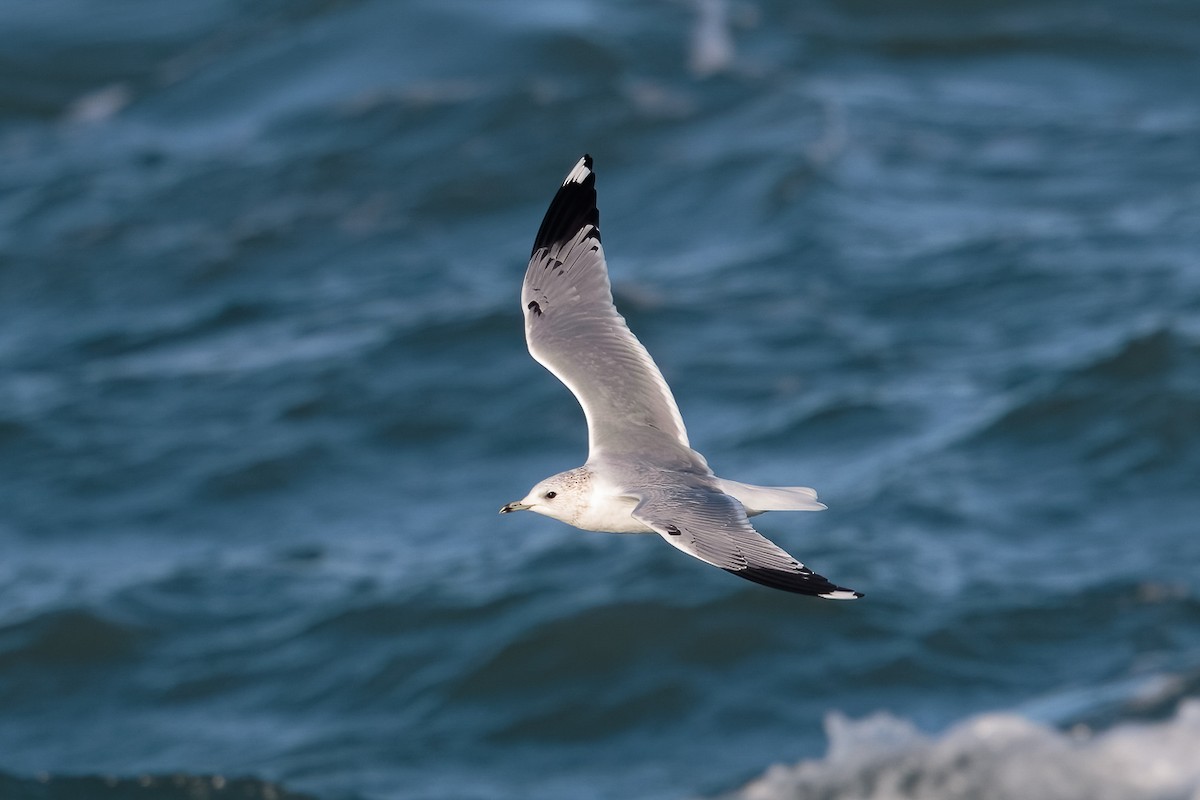 Common Gull - ML646696969