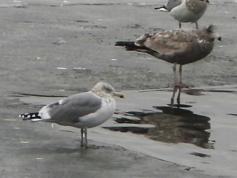 American Herring Gull - ML646696970