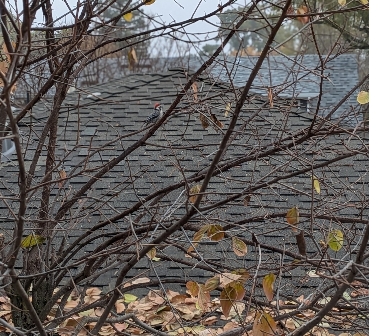 Nuttall's Woodpecker - ML646696971