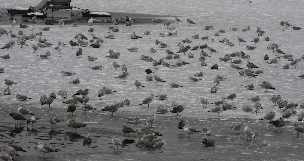 American Herring Gull - ML646696972