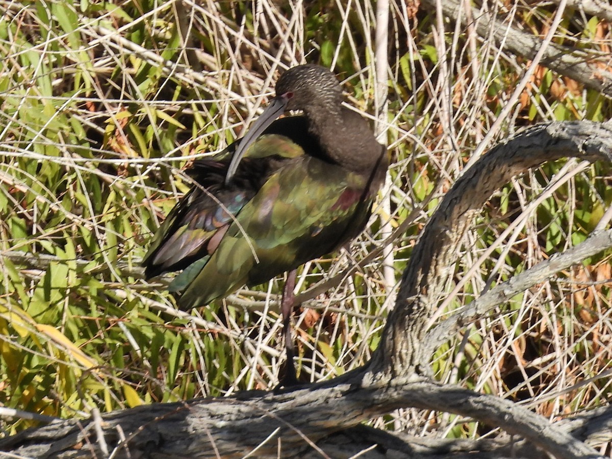 White-faced Ibis - ML646696973
