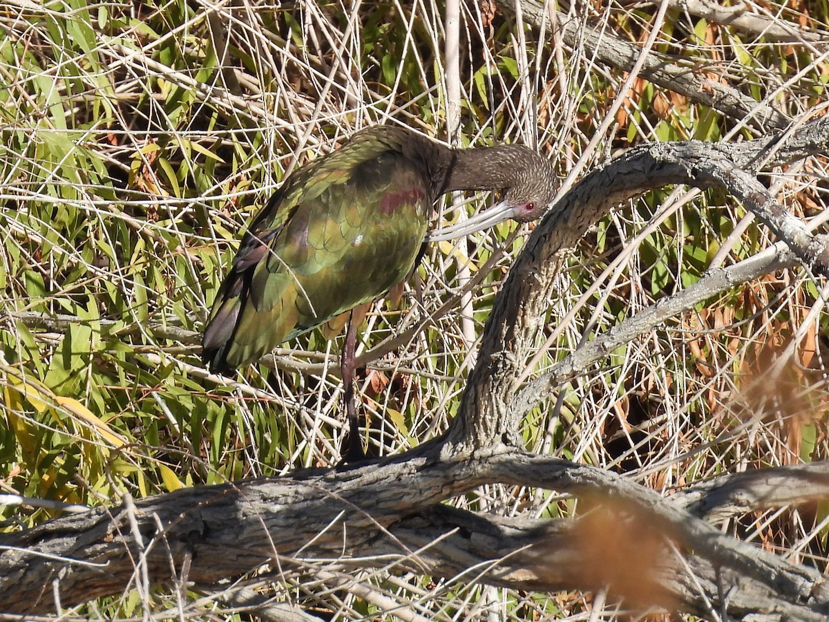White-faced Ibis - ML646696974